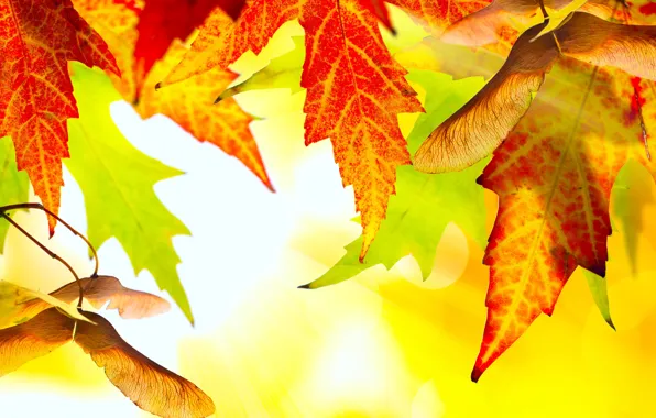 Картинка осень, листья, природа, желтые, ярко, золотая
