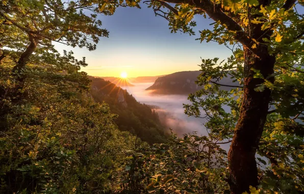 Деревья, горы, туман, восход, рассвет, утро, Германия, Germany