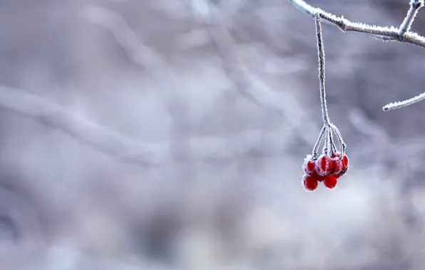 Картинка зима, иней, снег, ягоды, ветка, красные
