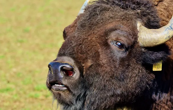 Horns, buffalo, bison, american bison, closeup of of yak