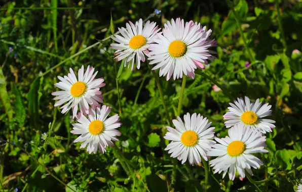 Flower, spring, daisy