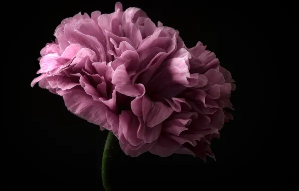 Цветок, фиолетовый, стебель, flower, purple, stalk