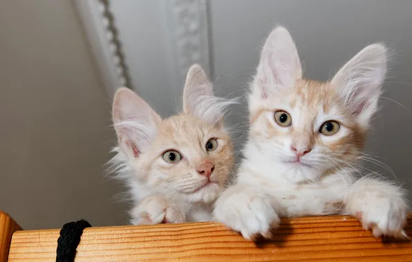 Кошки, пара, котята, рыжие, два котенка