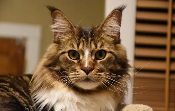 Глаза, кот, шерсть, уши