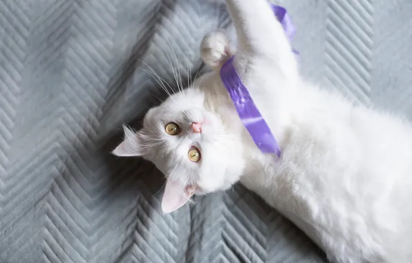 Кошка, кот, взгляд, поза, покрывало, лента, постель, лежит
