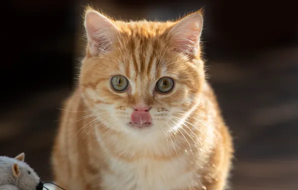 Язык, кошка, кот, котенок, фон, игрушка, портрет, мышка