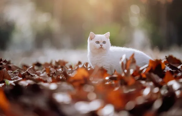 Осень, кошка, белый, кот, взгляд, свет, природа, поза