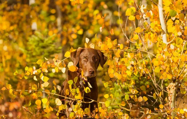 Картинка осень, взгляд, природа, друг, собака