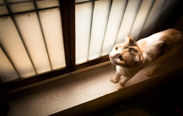 Картинка кошка, дом, окно