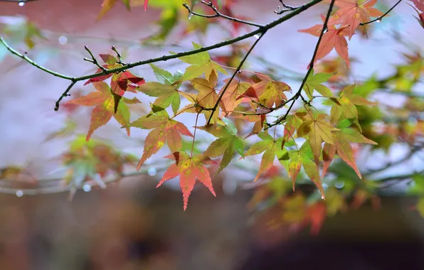 Картинка осень, листья, пасмурно, ветка