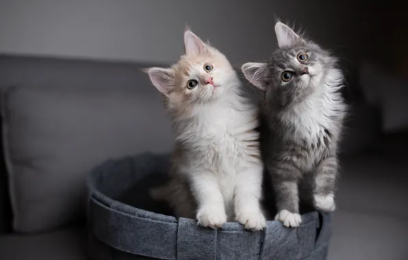 Взгляд, кошки, диван, пара, котята, корзинка, два котенка