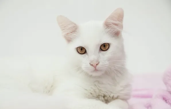 Кошка, глаза, кот, морда, фон, портрет, полотенце, светлый