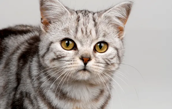 Картинка кошка, глаза, кот, усы, взгляд, морда, полосы, серый