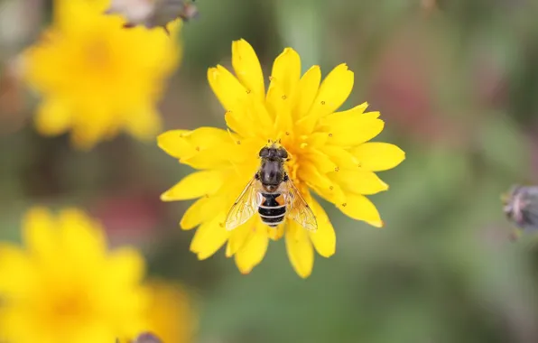 Картинка цветок, муха, фон, пыльца