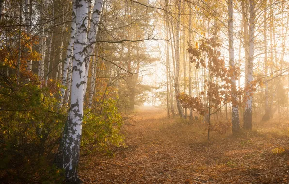 Картинка осень, лес, золотая осень