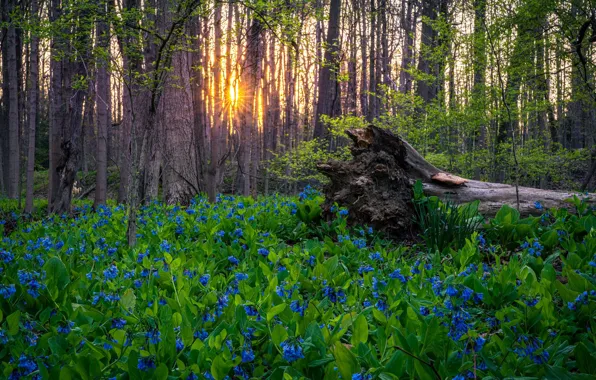 Цветы, пень, весна, синие