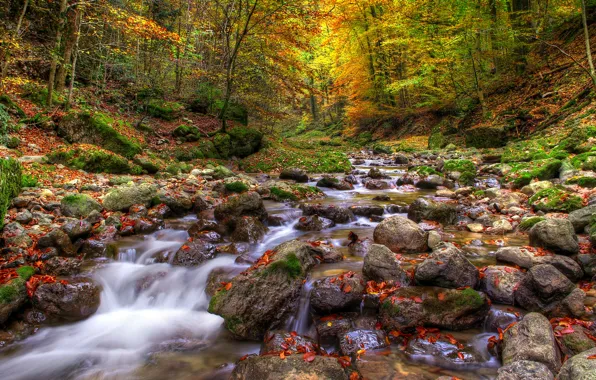Картинка осень, лес, листья, вода, деревья, природа, река, камни