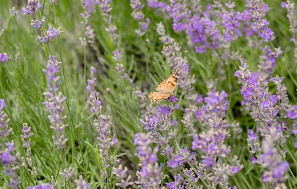 Картинка поле, лето, бабочка, лаванда, метелик