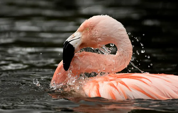Вода, птица, фламинго