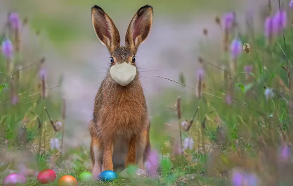 Картинка Природа, Трава, Весна, Пасха, Яйца, Маска, Праздник, Easter