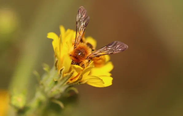 Картинка цветок, пчела, фон, крылья