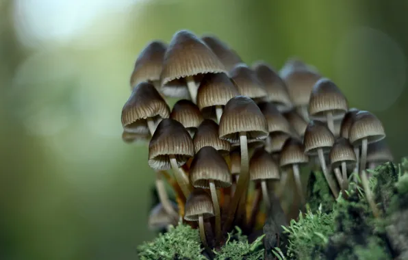 Картинка макро, природа, грибы