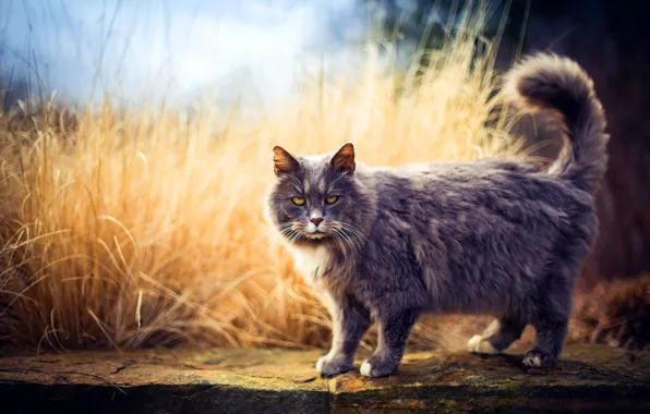 Кошка, кот, взгляд, природа, прогулка