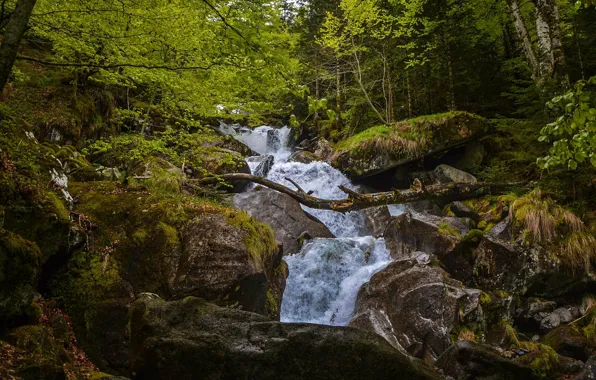 Лес, ручей, камни