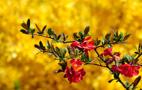 Листья, макро, цветы, ветки