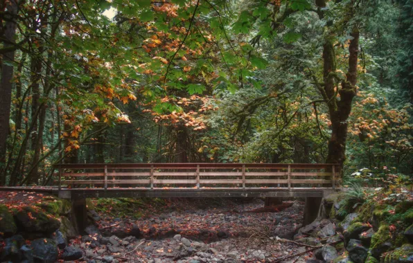 Картинка осень, лес, листва, forest, мостик, bridge, Autumn, leaves