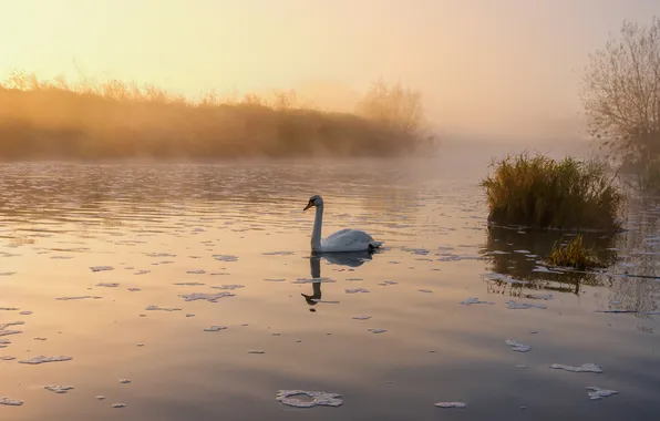 Картинка туман, озеро, пруд, утро, лебедь