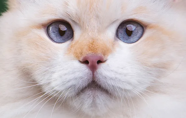Кошка, кот, взгляд, поза, мордашка