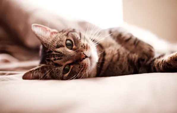 Картинка кошка, кот, морда, обои, кровать, постель, wallpaper, киса