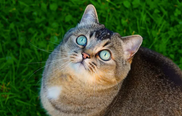 Кошка, трава, глаза, кот, взгляд, морда, серый, портрет