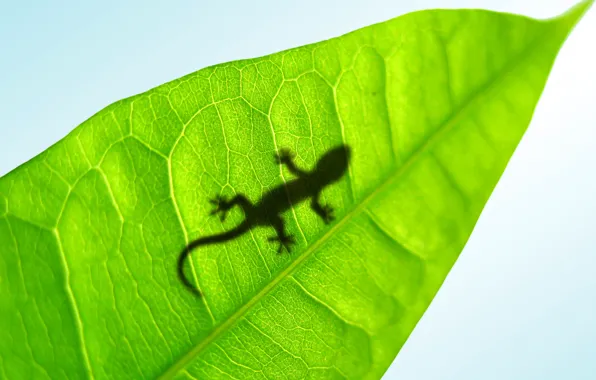Картинка лист, ящерка, Lucky Gecko