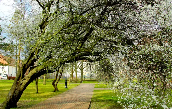 Park, tree, spring, alley, blooming