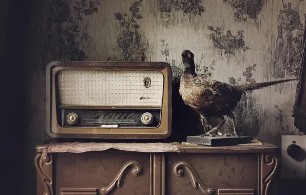 Картинка дом, птица, радио