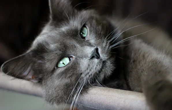 Картинка кот, усы, взгляд, макро, лежит, зеленые глаза
