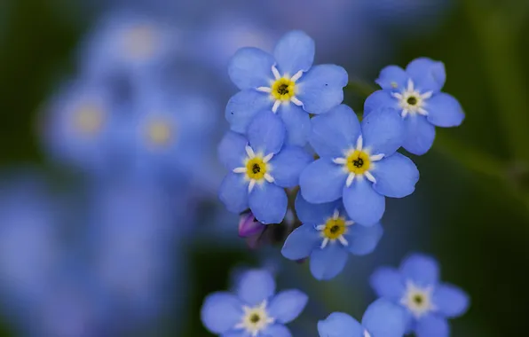 Картинка макро, цветы, голубые, незабудки