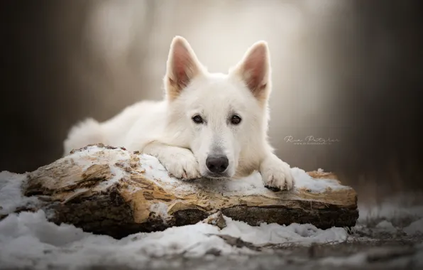 Картинка взгляд, морда, снег, собака, бревно, Белая швейцарская овчарка