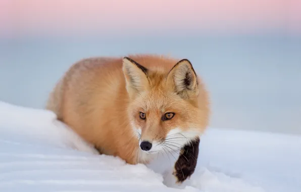 Картинка twilight, fox, sunset, winter, snow, dusk, wildlife, hunting