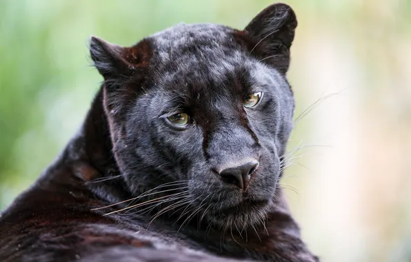 Кошка, взгляд, пантера, черный леопард, ©Tambako The Jaguar