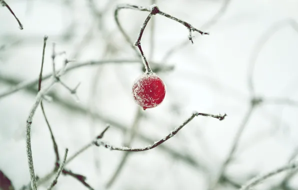 Картинка зима, снег, ягода
