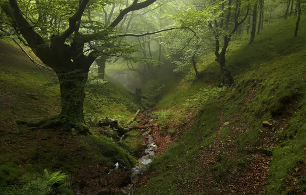 Картинка зелень, лес, деревья, природа, ручей