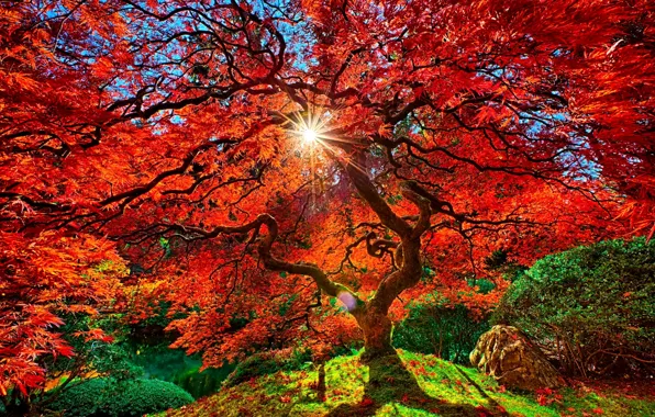 Картинка небо, листья, солнце, ветки, дерево, ПАрк