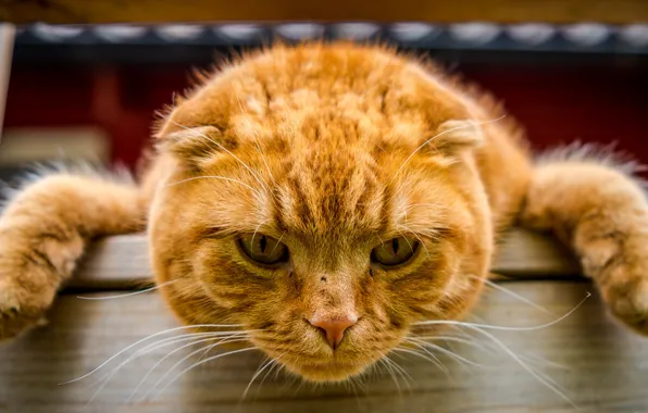 Картинка кот, взгляд, морда, лапы, рыжий кот