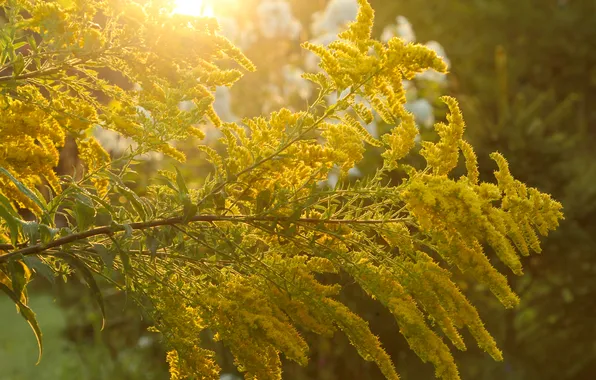 Yellow, sun, twig