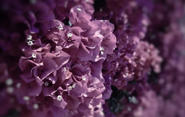 Фиолетовый, макро, цветы, сиреневый, цвет, лиловый, бугенвиллея