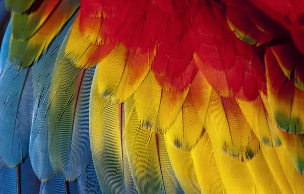 Перо, перья, Background, feather, card