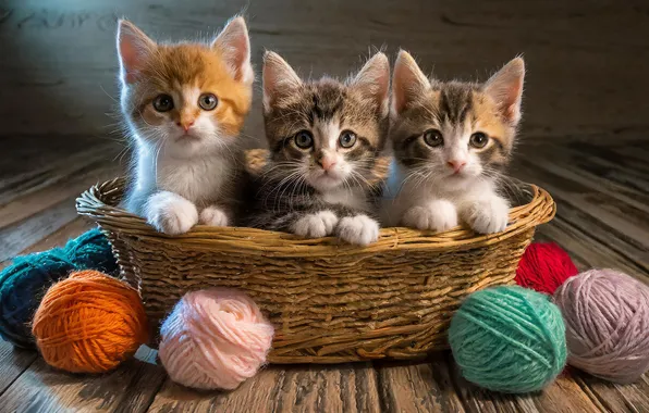 Взгляд, кошки, поза, котята, корзинка, клубки, мордашки, ИИ-арт